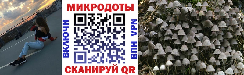 Псилоцибиновые грибы Psilocybe  Купить  Горбатов 