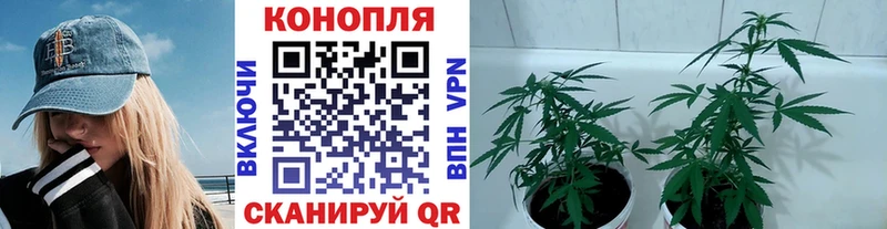 Купить где Горбатов Бошки марихуана Ganja